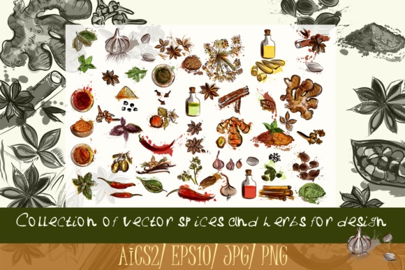Collection of Spices Illustrations